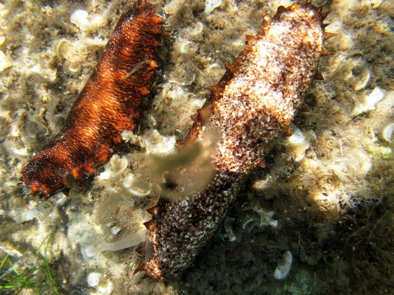 Confronti: Holothuria forskali, Holothuria poli, H. tubulosa